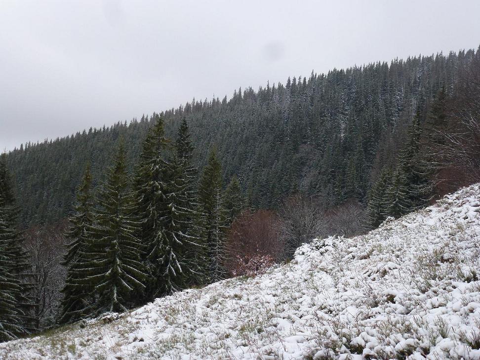 Moštenica 09a