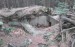 Šumava 15